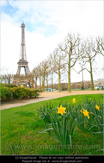 Spring in Paris photos: Eiffel tower with narcissus